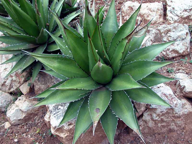 Agave horrida