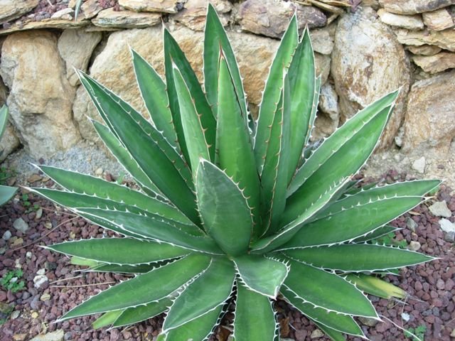 Agave horrida