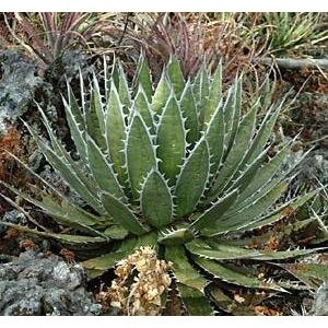 Agave horrida