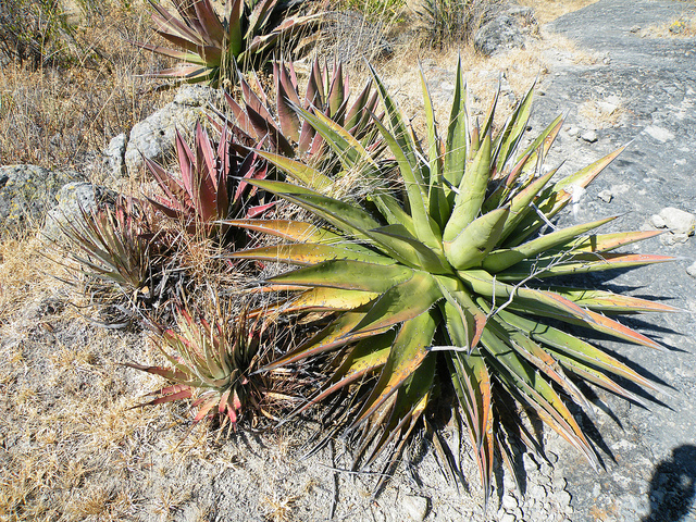 Agave kerchovei