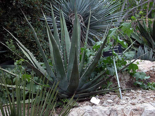 Agave kerchovei (Agave kerchovei)