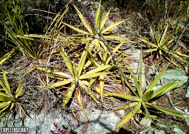 Agave lechuguilla