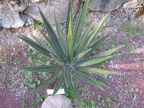 Agave lechuguilla