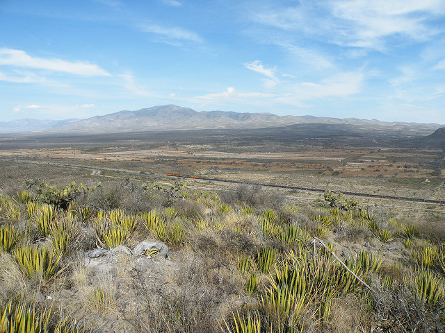 Agave lechuguilla