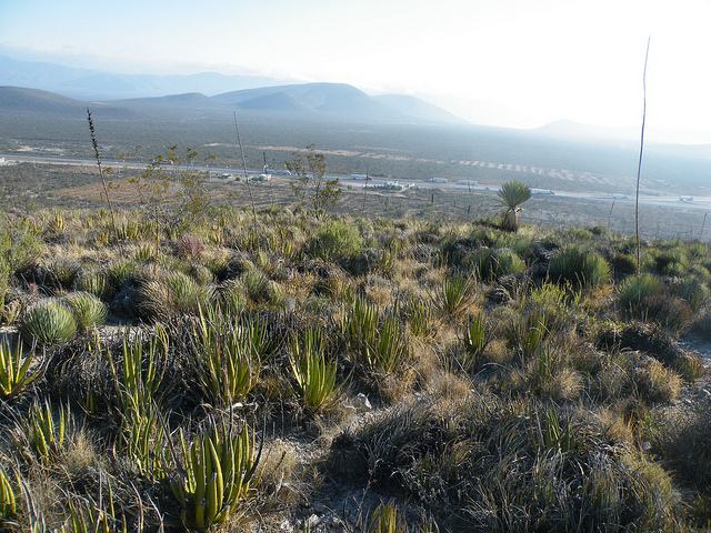Agave lechuguilla