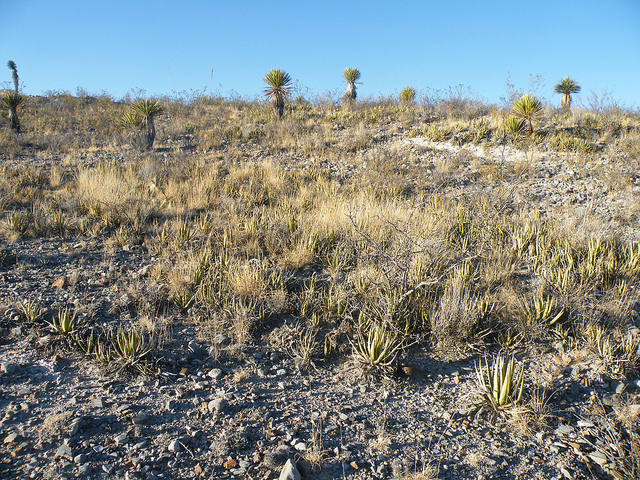 Agave lechuguilla