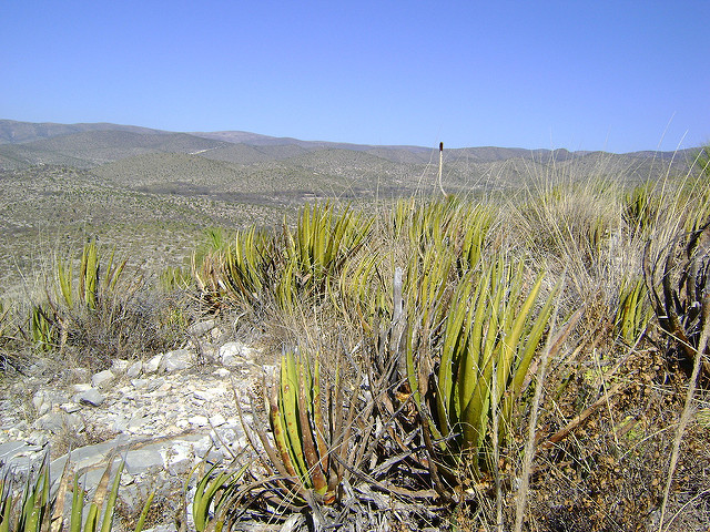 Agave lechuguilla (Agave lechuguilla)