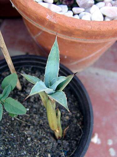 Agave macroacantha