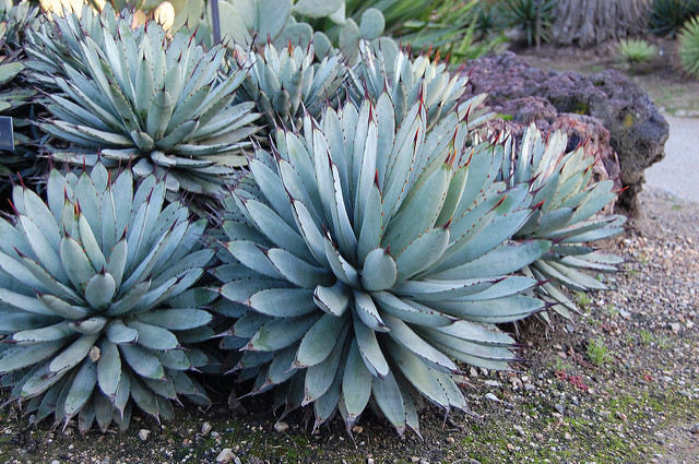 Agave macroacantha