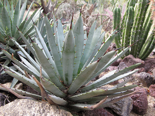 Agave macroacantha