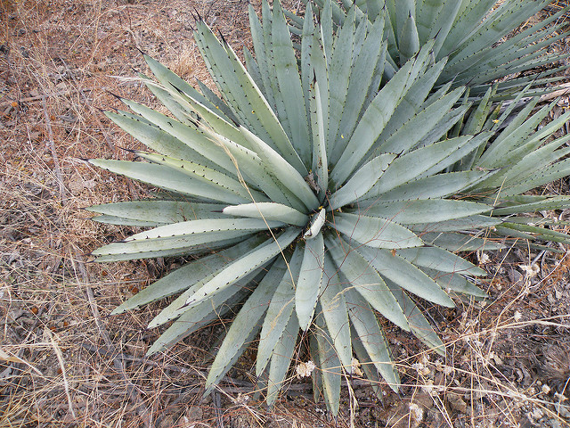 Agave macroacantha