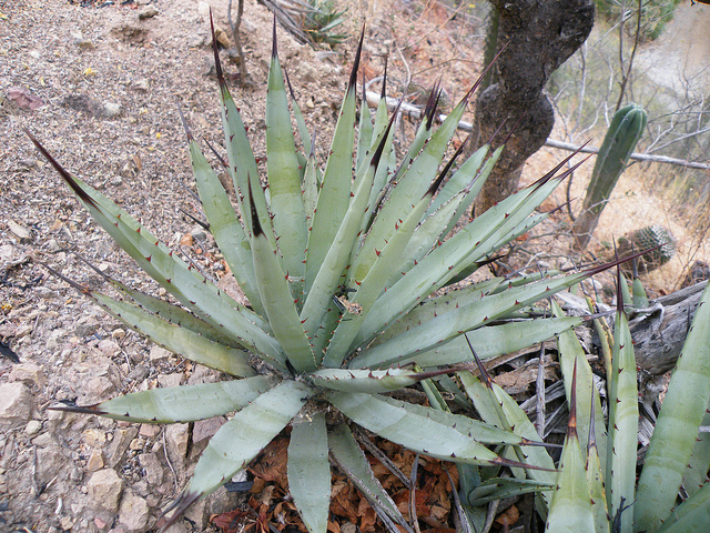Agave macroacantha
