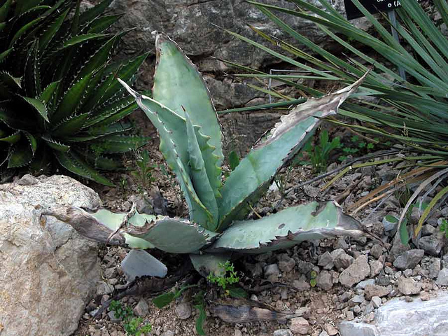 Agave marmorata