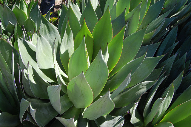 Agave obscura
