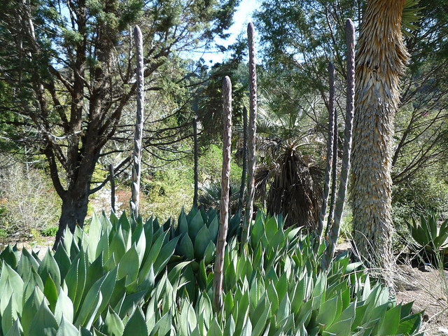 Agave obscura