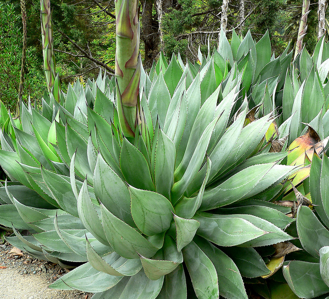 Agave obscura