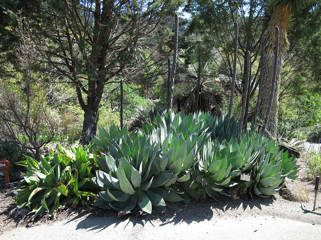 Agave obscura