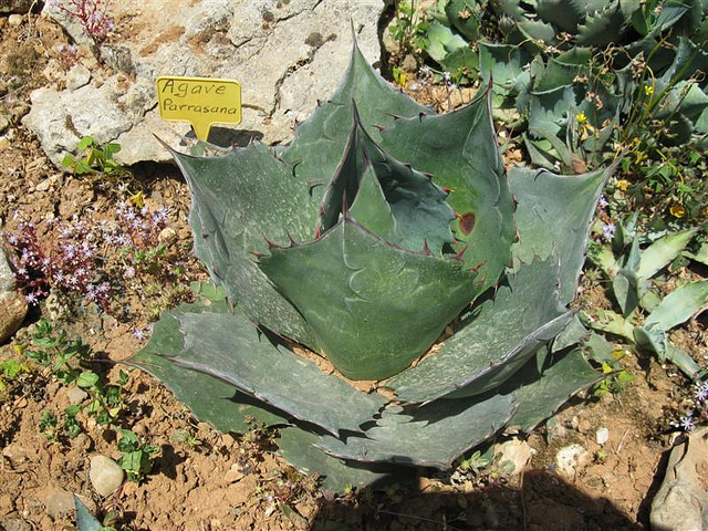 Agave parrasana