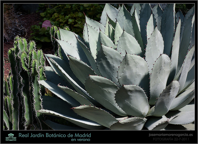 Agave parrasana