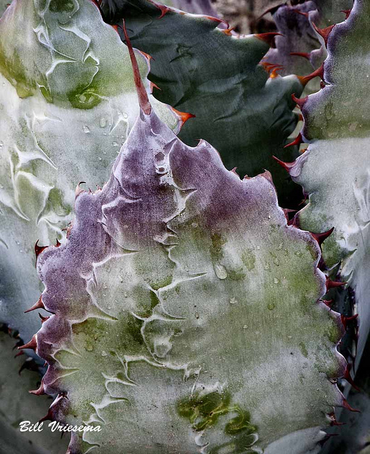 Agave parrasana