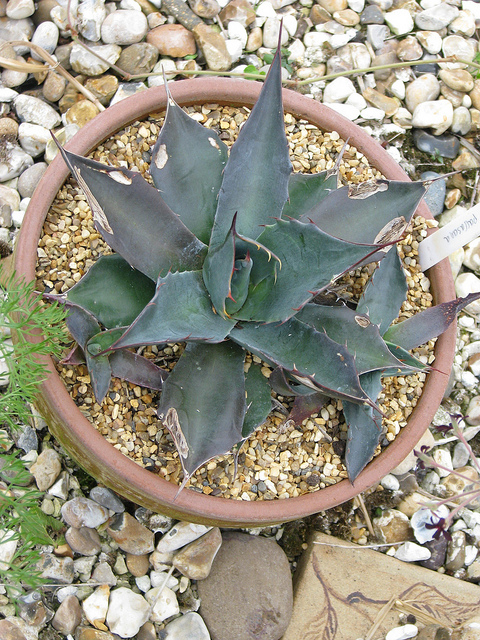 Agave parrasana