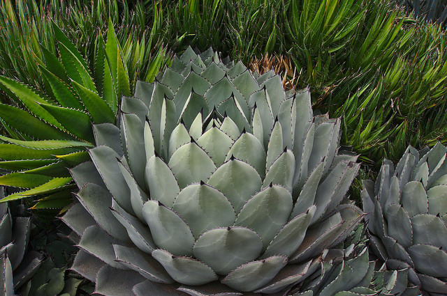Agave parryi