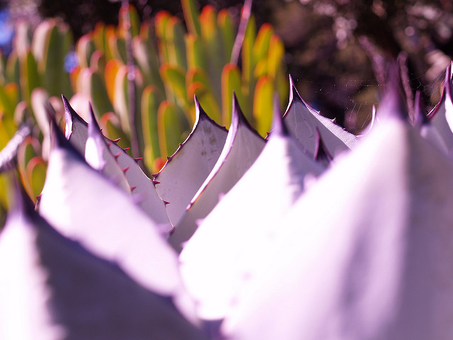 Agave parryi