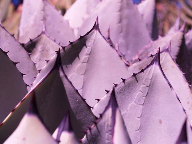 Agave parryi