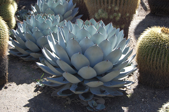 Agave parryi