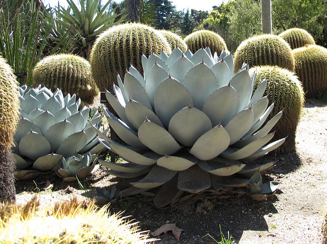 Agave parryi