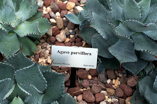 Agave parviflora