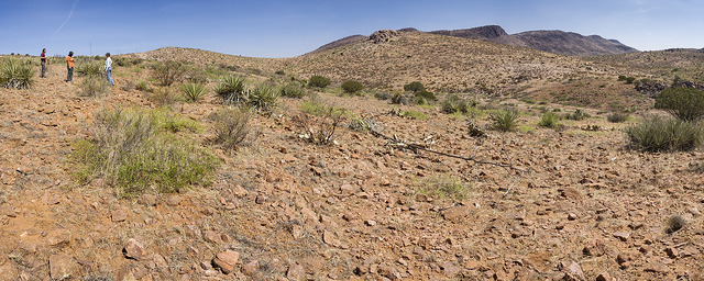 Agave parviflora