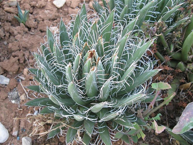 Agave parviflora