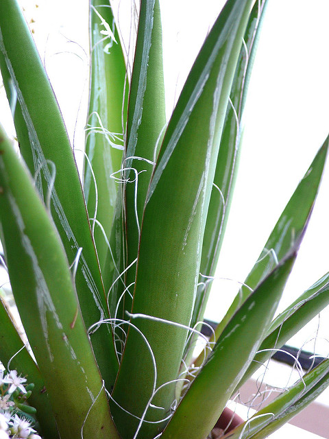 Agave parviflora