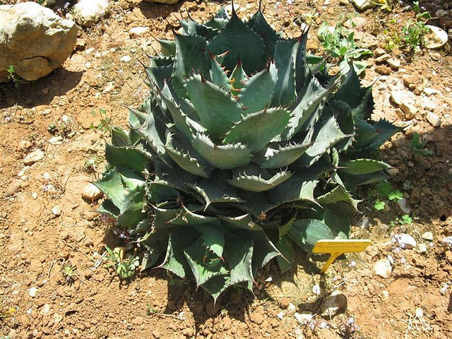 Agave polyacantha