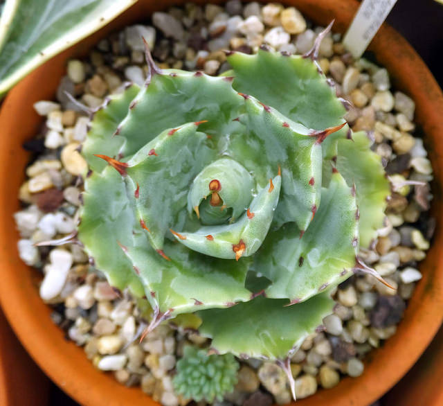 Agave potatorum
