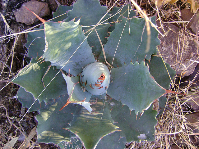 Agave potatorum