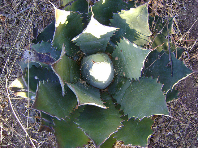 Agave potatorum