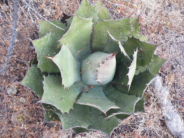 Agave potatorum