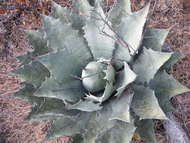 Agave potatorum