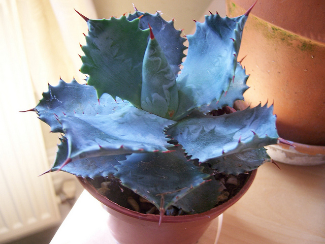 Agave potatorum (Agave potatorum)