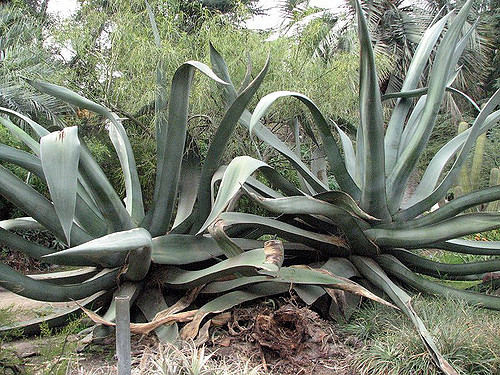 Agave salmiana
