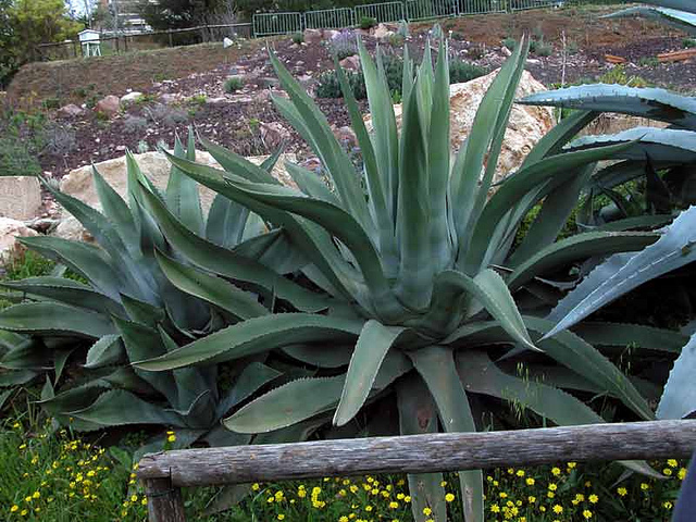 Agave salmiana