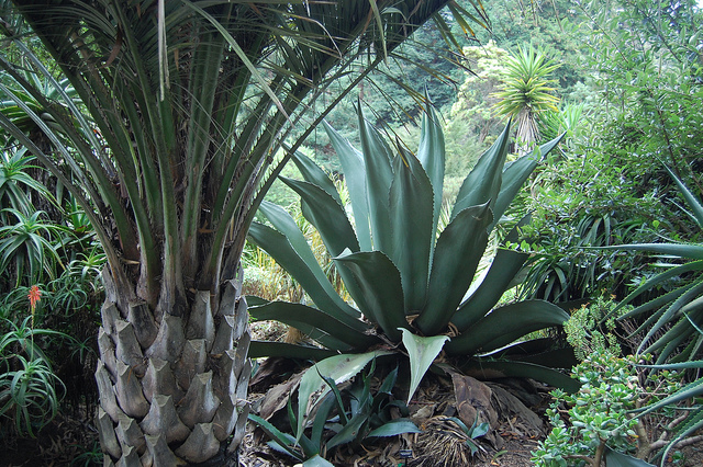 Agave salmiana