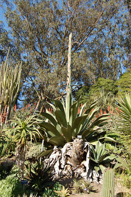 Agave salmiana