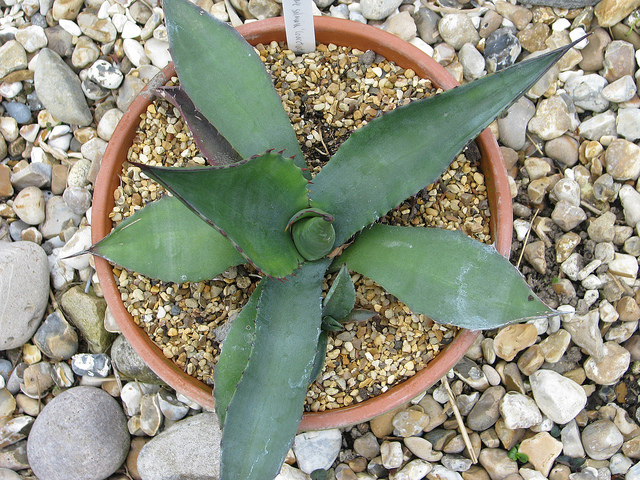 Agave salmiana