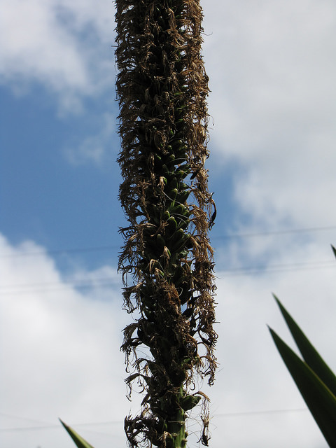 Agave filifera subsp. schidigera