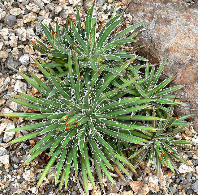 Agave filifera subsp. schidigera