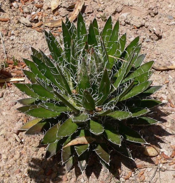Agave filifera subsp. schidigera