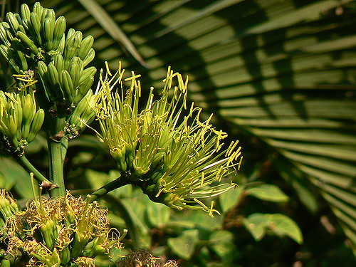 Sisal